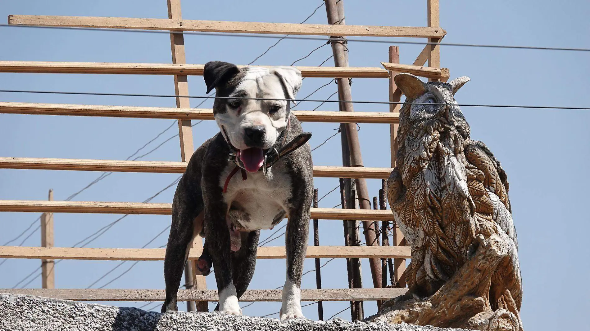 966389_Perro vida cotidiana Iztapalapa-1_web